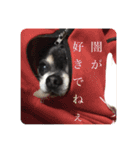 中二病整体師の犬（個別スタンプ：24）