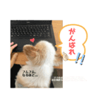 ロビン君スタンプ（個別スタンプ：5）
