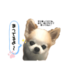 ロビン君スタンプ（個別スタンプ：6）