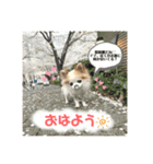 ロビン君スタンプ（個別スタンプ：8）
