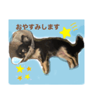 チワワのチャッピー1（個別スタンプ：1）