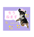 チワワのチャッピー1（個別スタンプ：3）