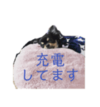 チワワのチャッピー1（個別スタンプ：5）