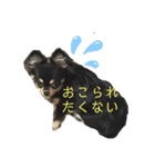 チワワのチャッピー1（個別スタンプ：6）