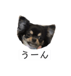 チワワのチャッピー1（個別スタンプ：8）