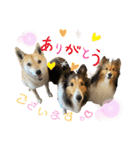 元保護犬・希逢(きあ)です（個別スタンプ：5）