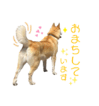 元保護犬・希逢(きあ)です（個別スタンプ：15）