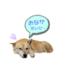 元保護犬・希逢(きあ)です（個別スタンプ：23）