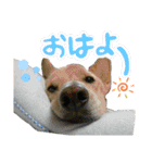 Dog Kinoko STAMP（個別スタンプ：1）