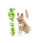 Dog Kinoko STAMP（個別スタンプ：4）