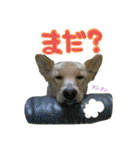 Dog Kinoko STAMP（個別スタンプ：6）