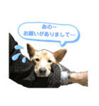 Dog Kinoko STAMP（個別スタンプ：7）