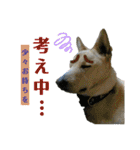 Dog Kinoko STAMP（個別スタンプ：16）