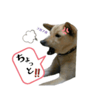 Dog Kinoko STAMP（個別スタンプ：37）