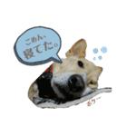 Dog Kinoko STAMP（個別スタンプ：40）