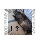 うちのデブ猫シリーズ0。たまに飼主出没。（個別スタンプ：1）