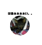 うちのデブ猫シリーズ0。たまに飼主出没。（個別スタンプ：2）