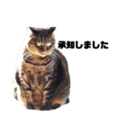 うちのデブ猫シリーズ0。たまに飼主出没。（個別スタンプ：3）