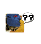 うちのデブ猫シリーズ0。たまに飼主出没。（個別スタンプ：5）