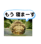 たけしのスタンプ その22（個別スタンプ：4）