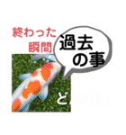 たけしのスタンプ その22（個別スタンプ：8）