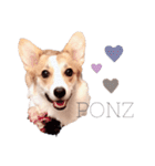 PONZ 1st コーギーのぽんずスタンプ（個別スタンプ：1）