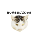 猫の丸子ちゃん（個別スタンプ：1）
