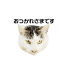 猫の丸子ちゃん（個別スタンプ：3）