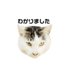 猫の丸子ちゃん（個別スタンプ：4）