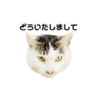 猫の丸子ちゃん（個別スタンプ：5）