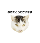 猫の丸子ちゃん（個別スタンプ：6）