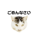 猫の丸子ちゃん（個別スタンプ：7）
