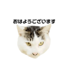 猫の丸子ちゃん（個別スタンプ：9）