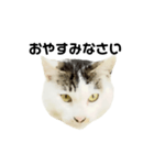猫の丸子ちゃん（個別スタンプ：10）