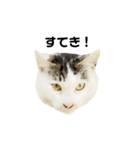 猫の丸子ちゃん（個別スタンプ：11）