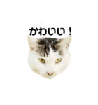 猫の丸子ちゃん（個別スタンプ：12）