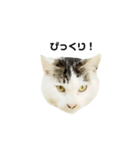 猫の丸子ちゃん（個別スタンプ：13）