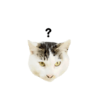 猫の丸子ちゃん（個別スタンプ：14）