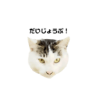 猫の丸子ちゃん（個別スタンプ：15）