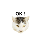猫の丸子ちゃん（個別スタンプ：16）