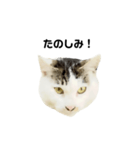 猫の丸子ちゃん（個別スタンプ：17）