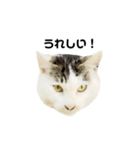 猫の丸子ちゃん（個別スタンプ：18）