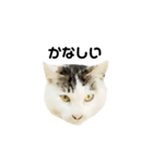 猫の丸子ちゃん（個別スタンプ：19）