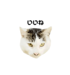 猫の丸子ちゃん（個別スタンプ：20）