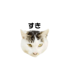 猫の丸子ちゃん（個別スタンプ：21）