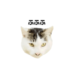猫の丸子ちゃん（個別スタンプ：22）