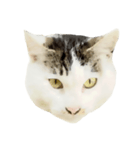 猫の丸子ちゃん（個別スタンプ：23）