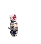 レオレオ猫（個別スタンプ：1）
