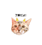 レオレオ猫（個別スタンプ：2）