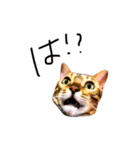 レオレオ猫（個別スタンプ：3）